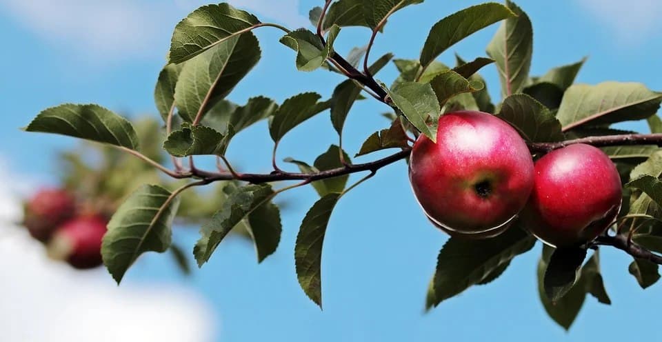 В «Перовской Слободе» отметят яблочный спас